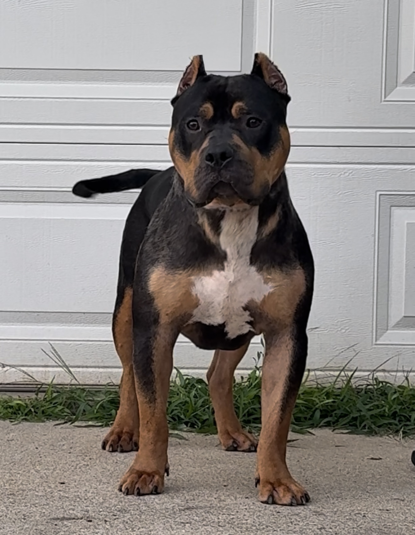 Dog Featured Image