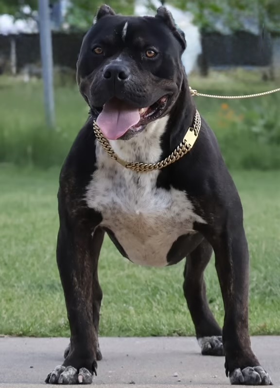 Dog Featured Image
