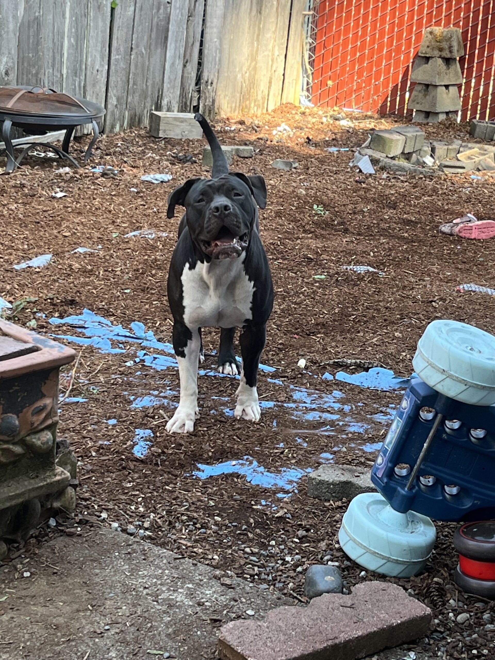 Dog Featured Image