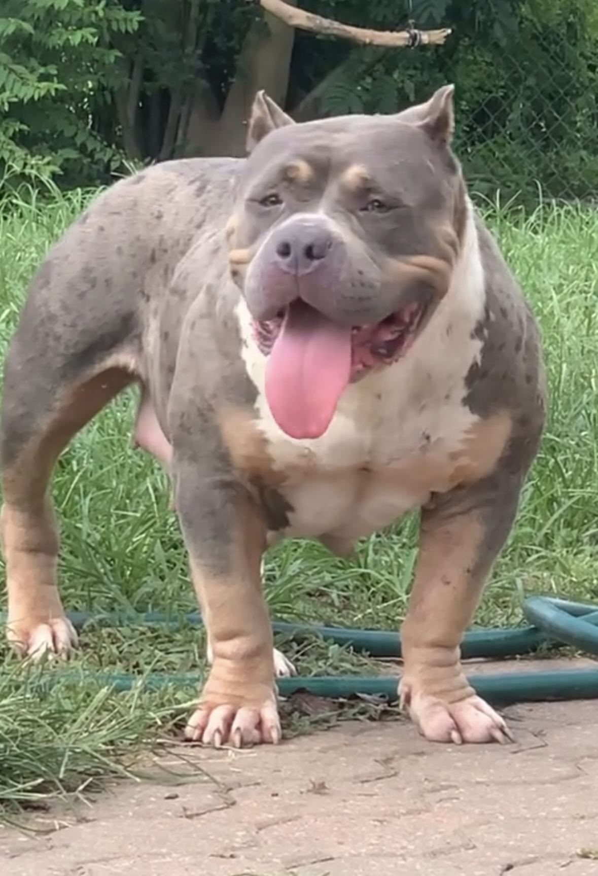 Dog Featured Image