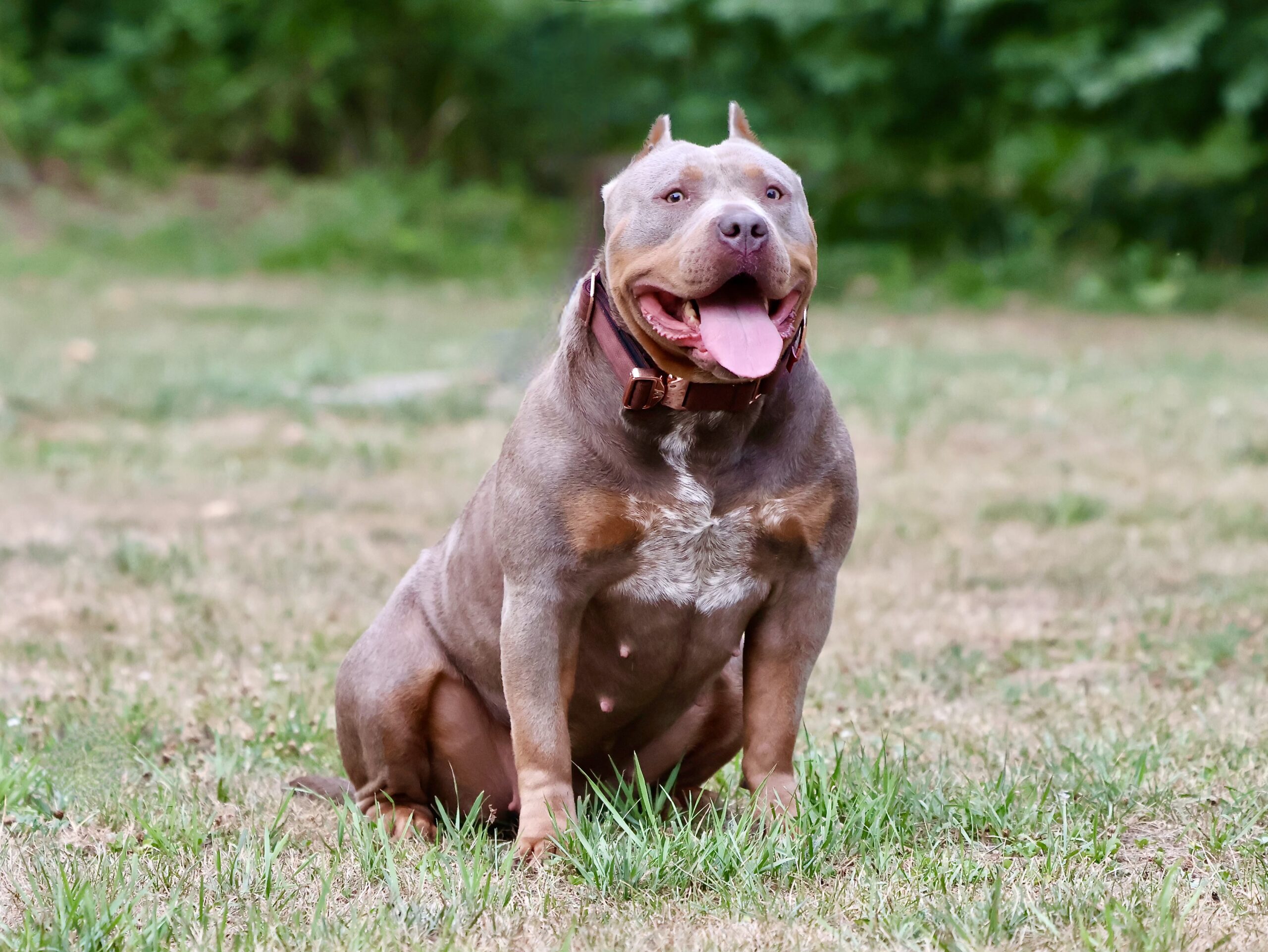 Dog Featured Image
