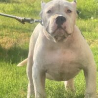 Dog Featured Image
