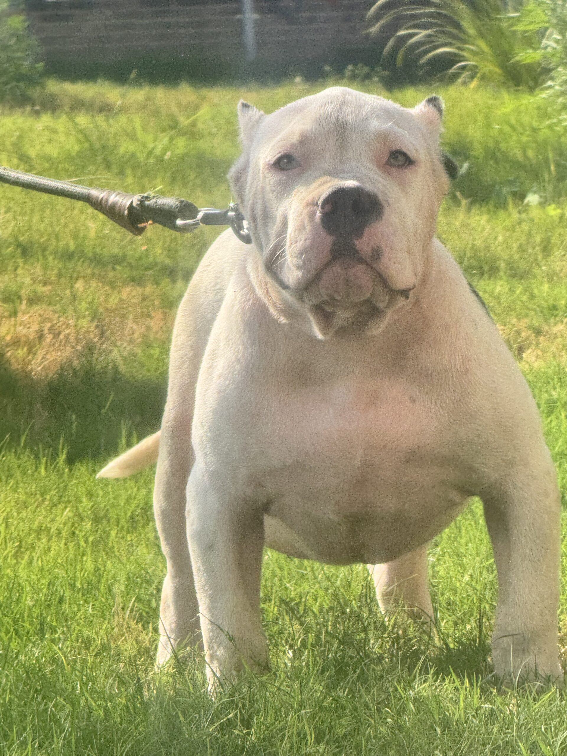Dog Featured Image