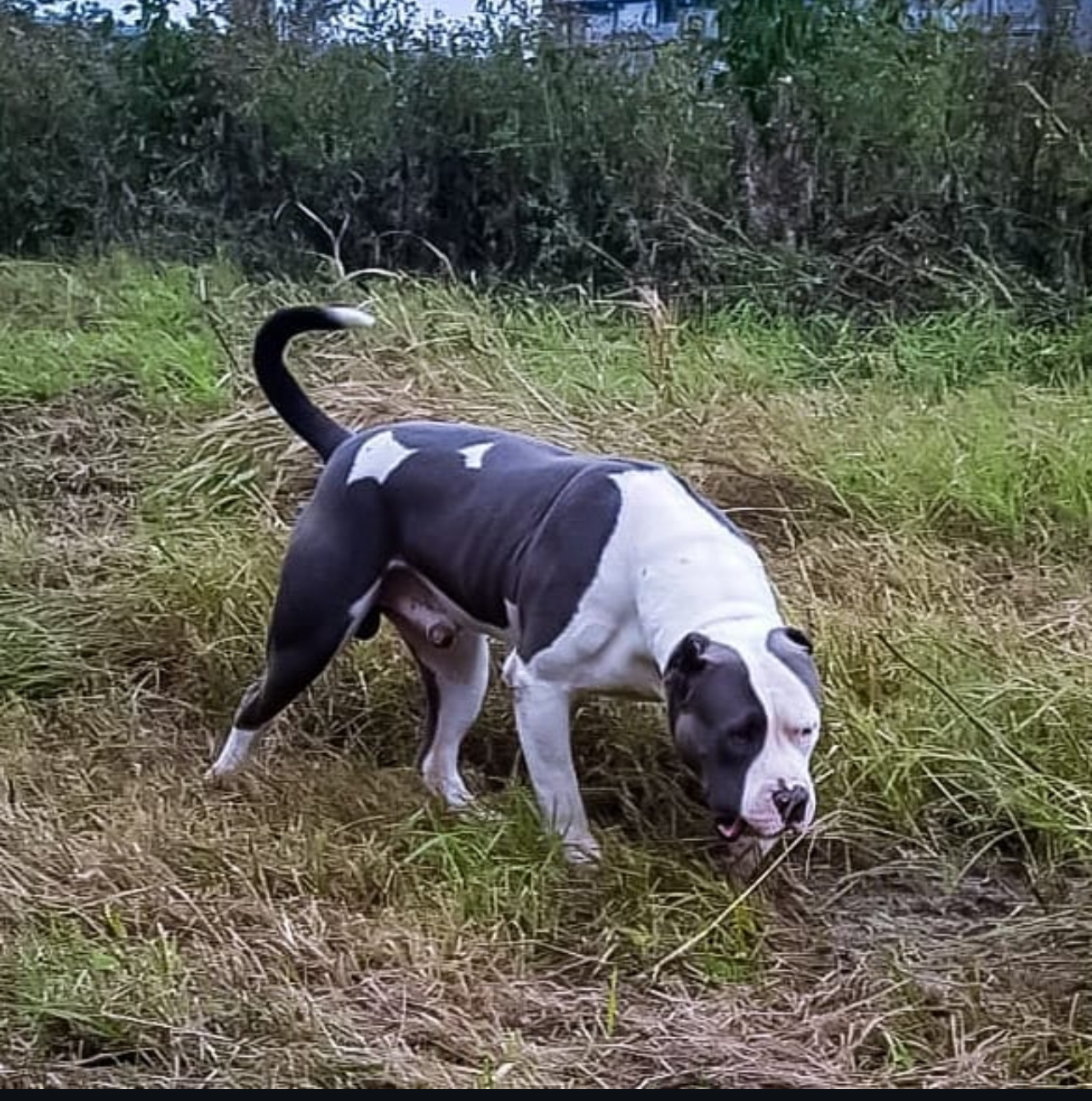 Dog Featured Image