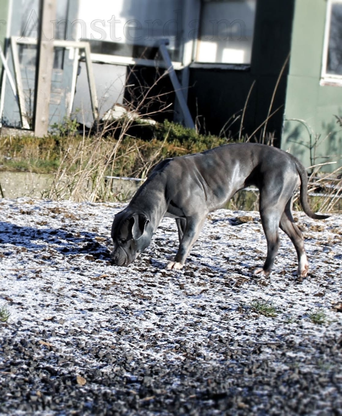 Dog Featured Image