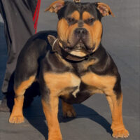 TheBoysBullies Diva