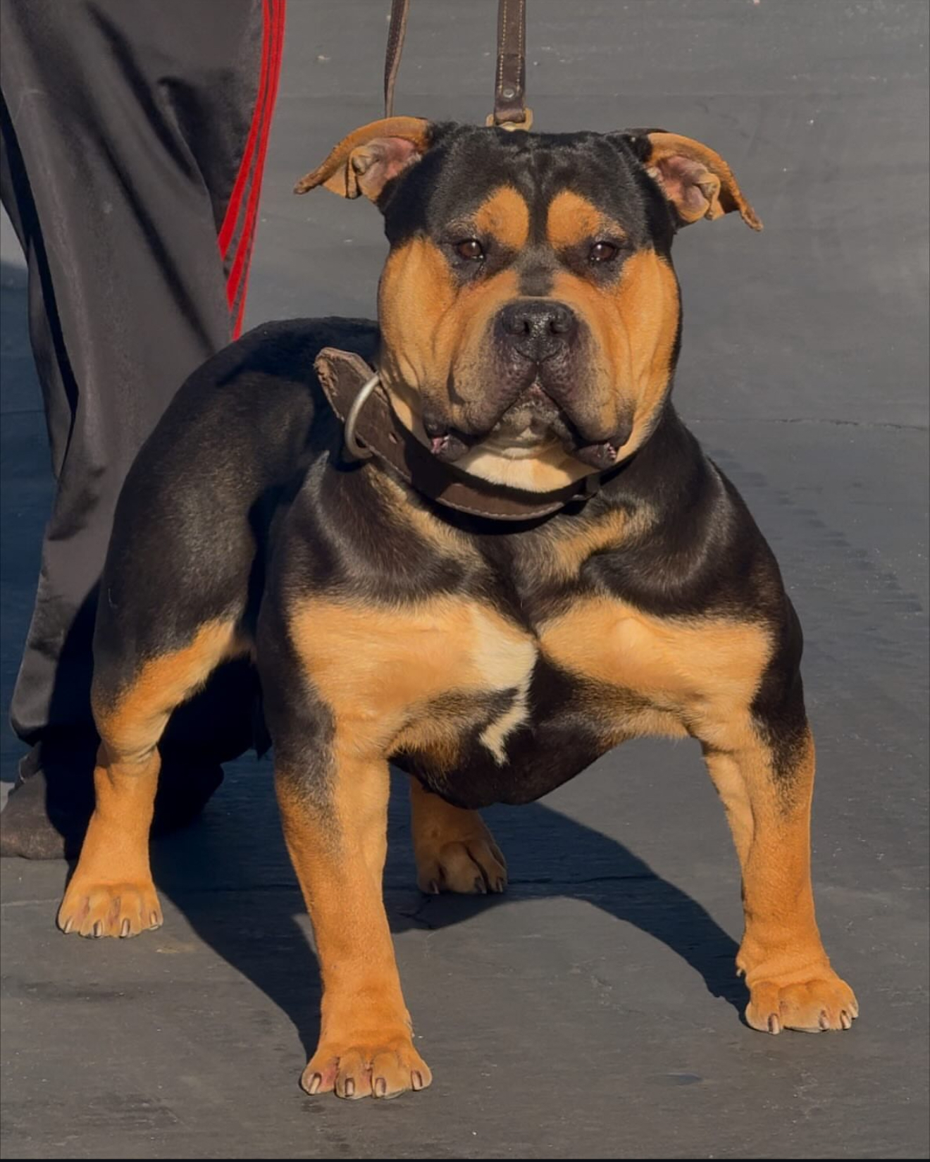 Dog Featured Image
