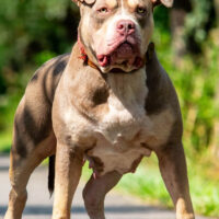 Royal Dutch Bullies Shaya