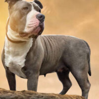 Royal Dutch bullies Shelby