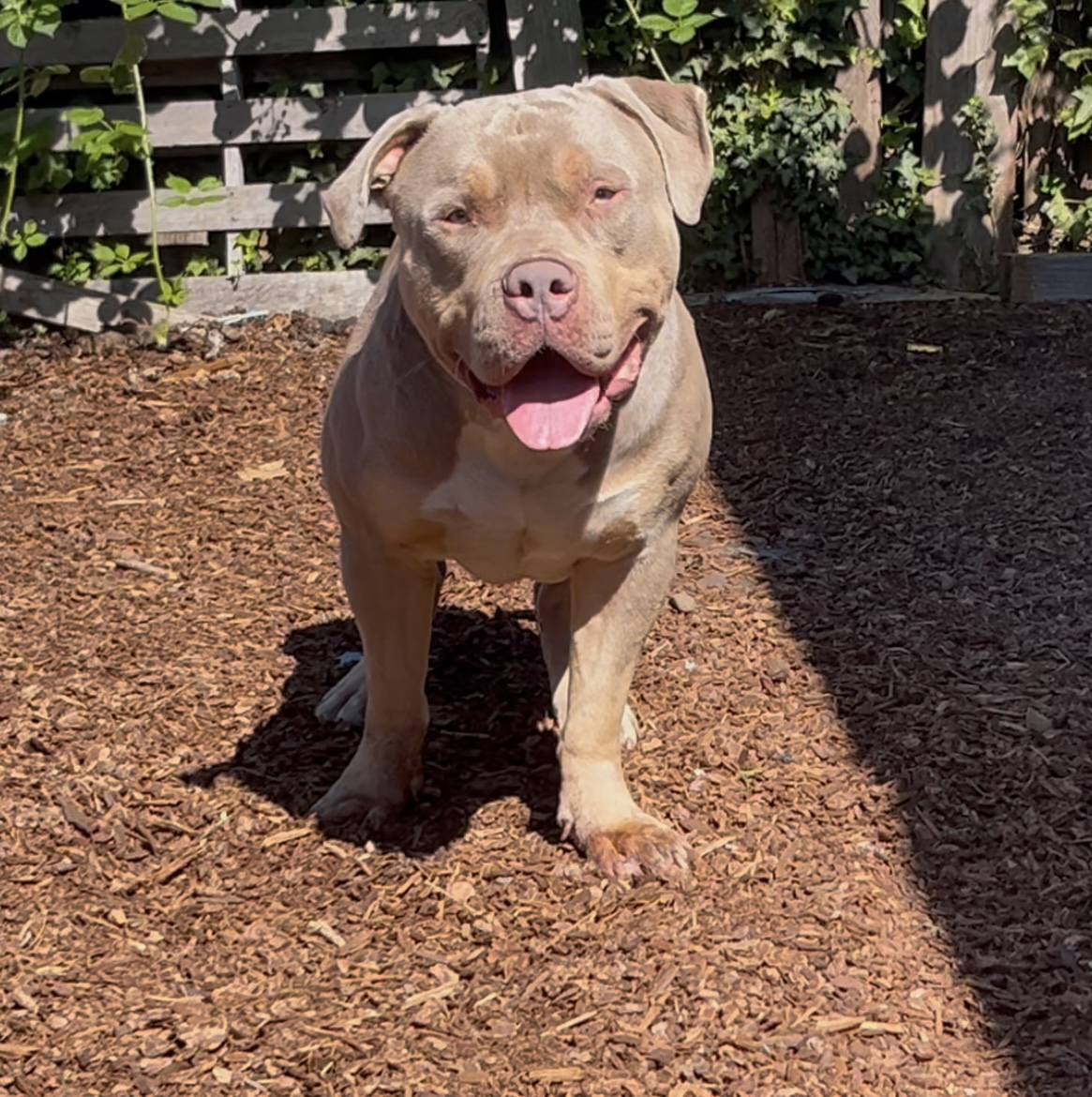 Dog Featured Image