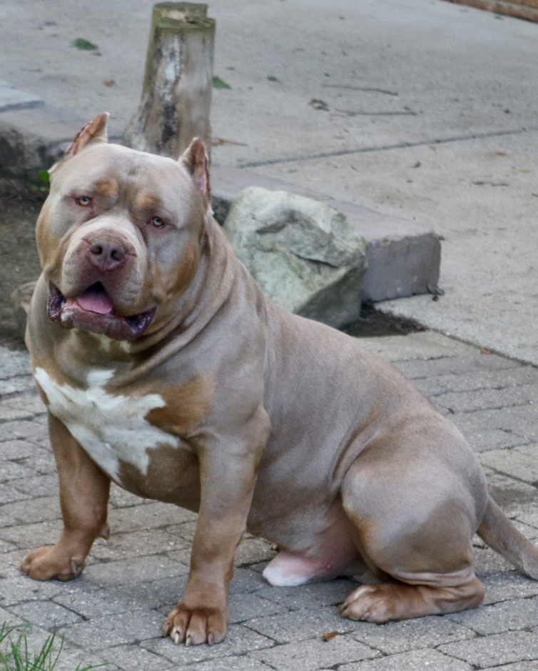 Dog Featured Image