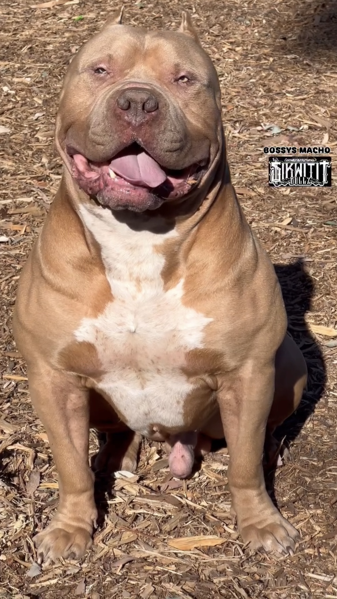 Dog Featured Image