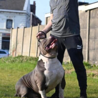 Dog Featured Image