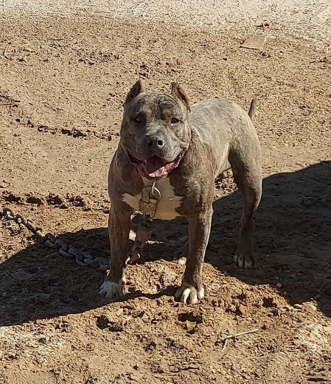 Dog Featured Image
