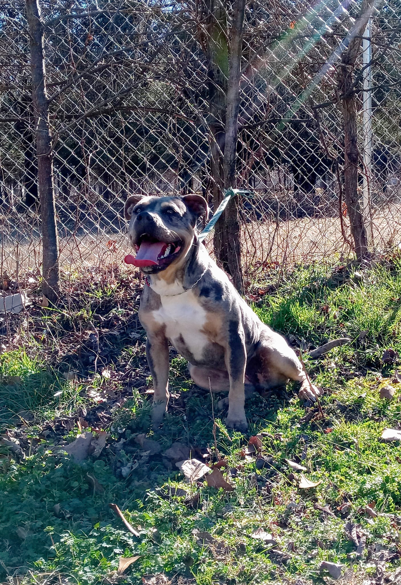 Dog Featured Image