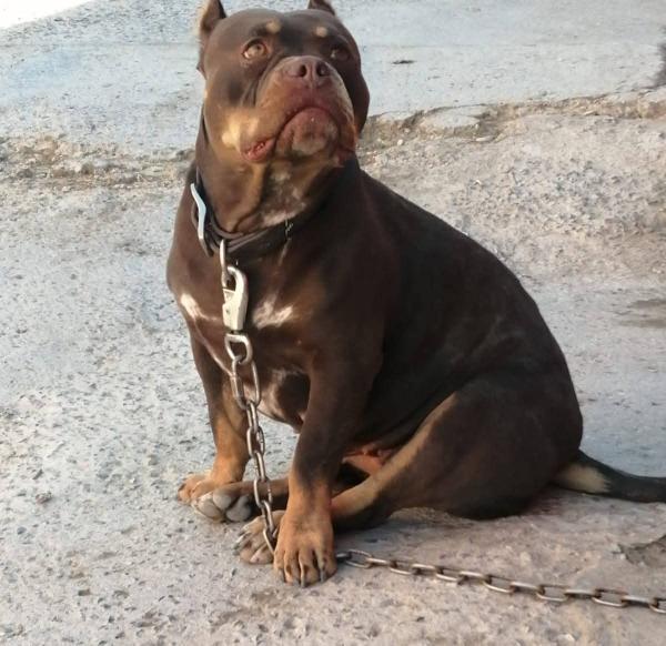 Dog Featured Image