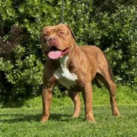 Bullylair Australasia West.