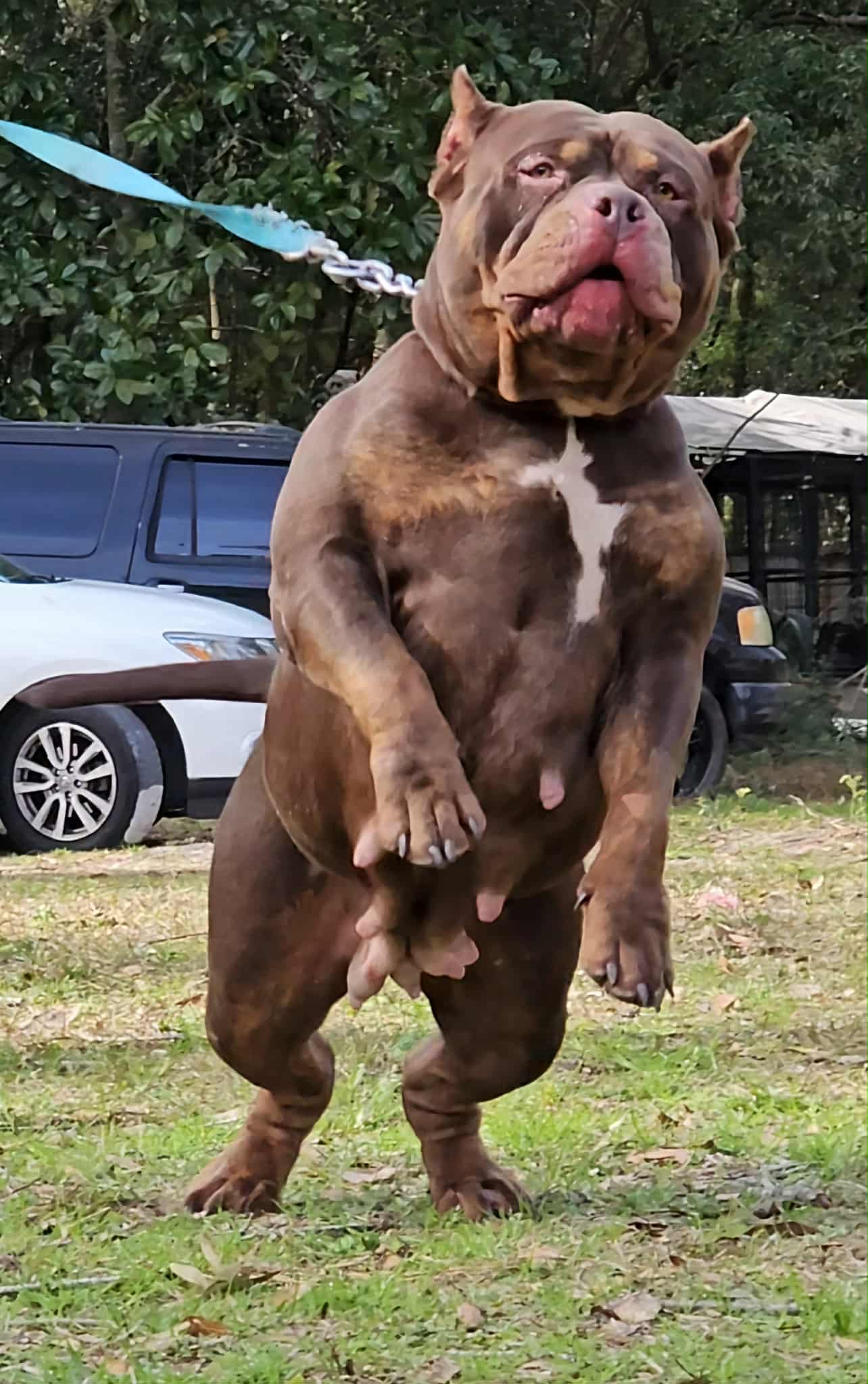 Dog Featured Image