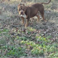 Dog Featured Image
