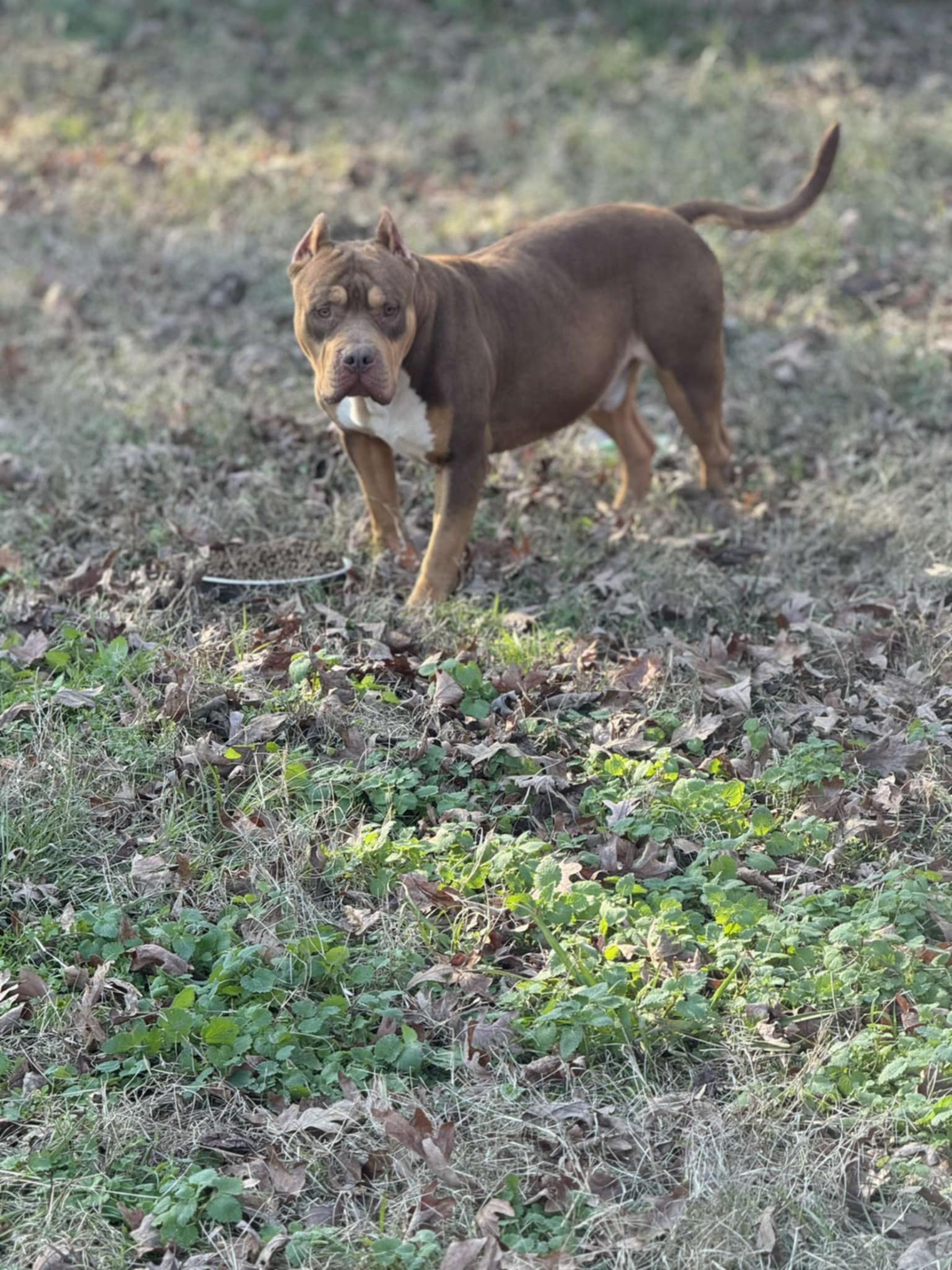 Dog Featured Image