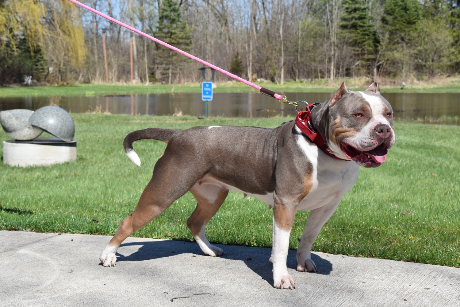 Dog Featured Image