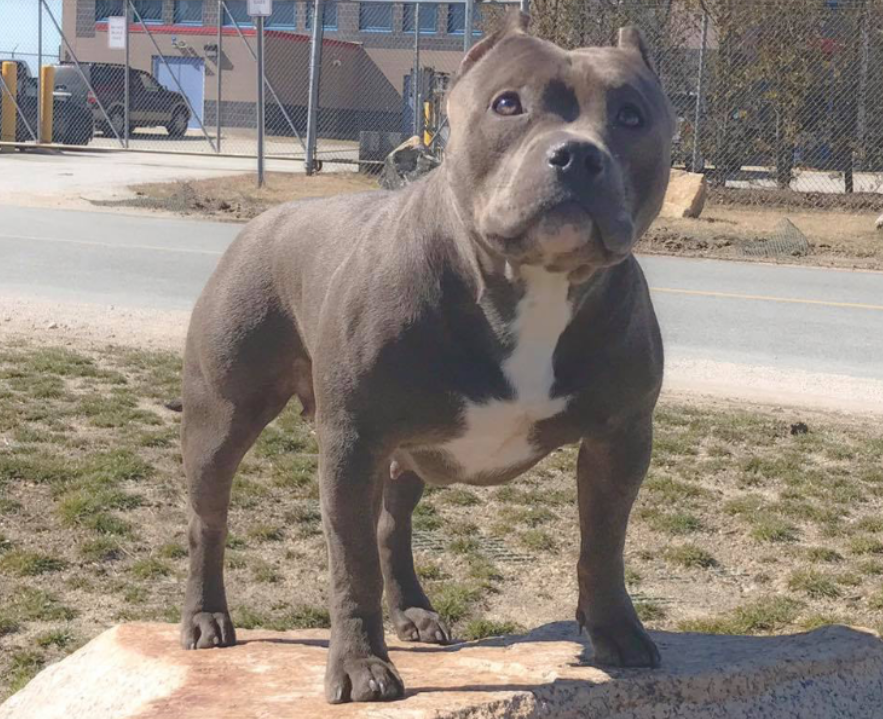 Dog Featured Image