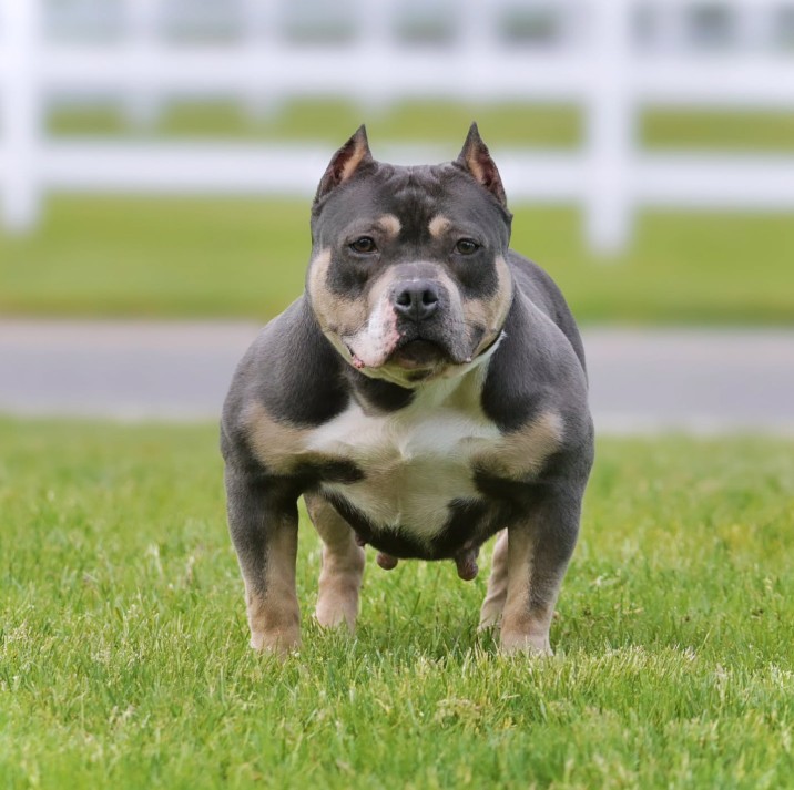 Dog Featured Image