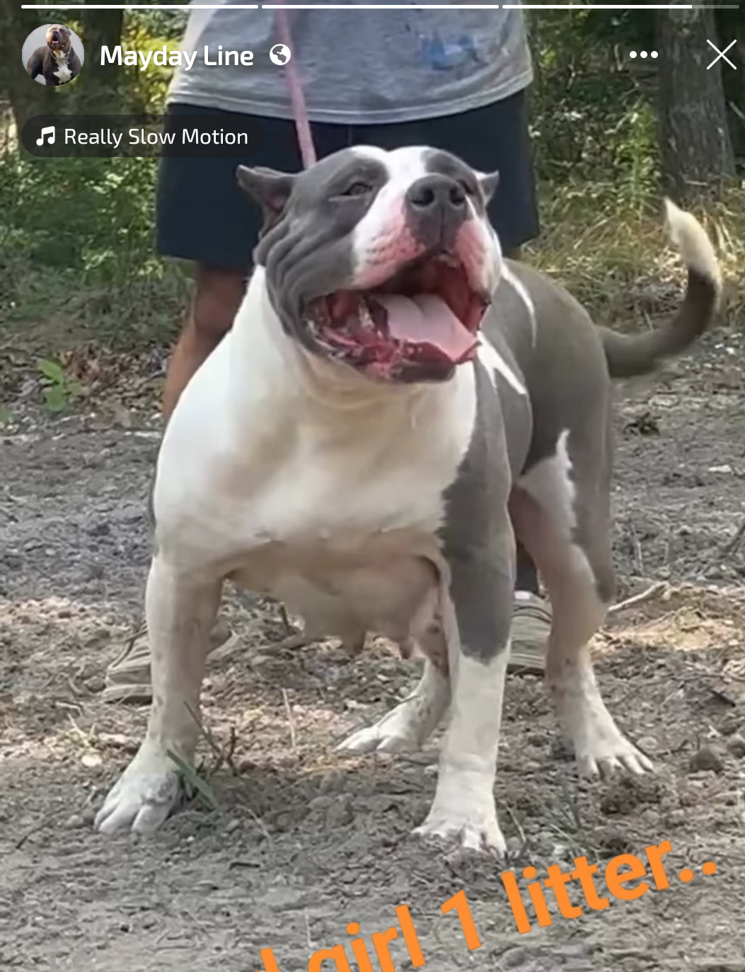 Dog Featured Image