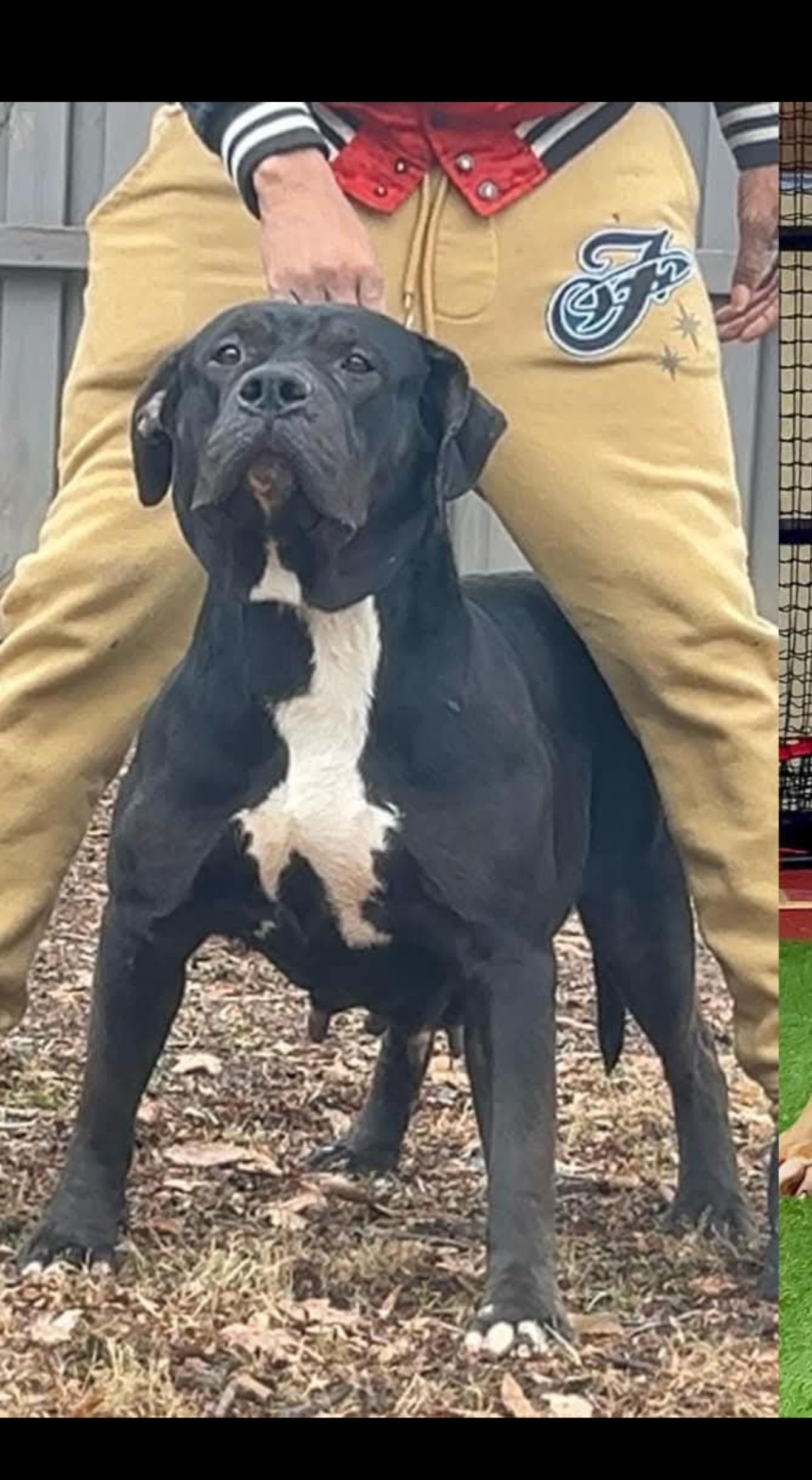 Dog Featured Image