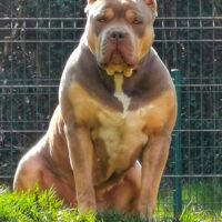 Dog Featured Image