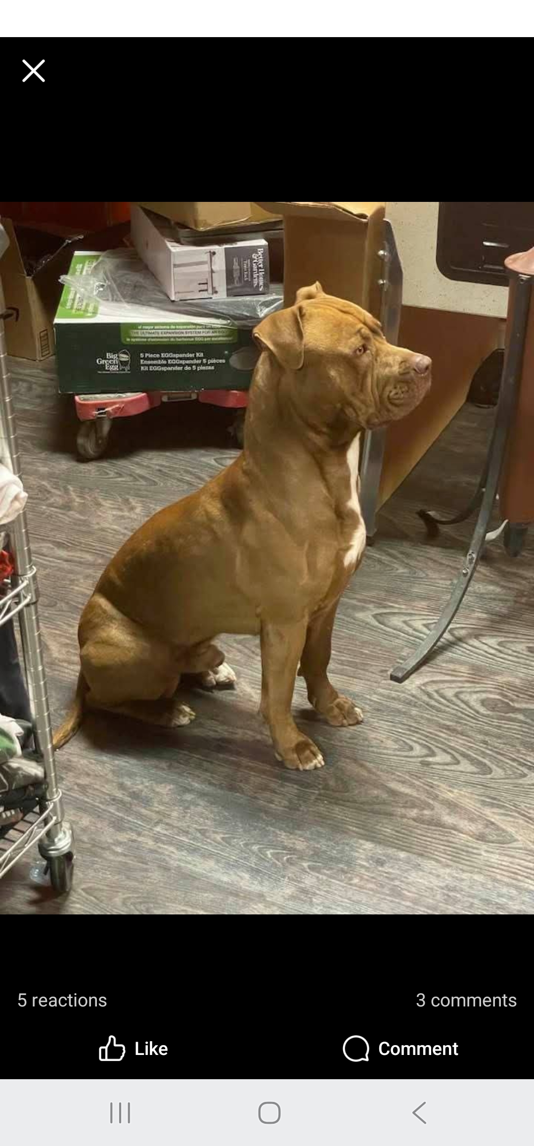 Dog Featured Image