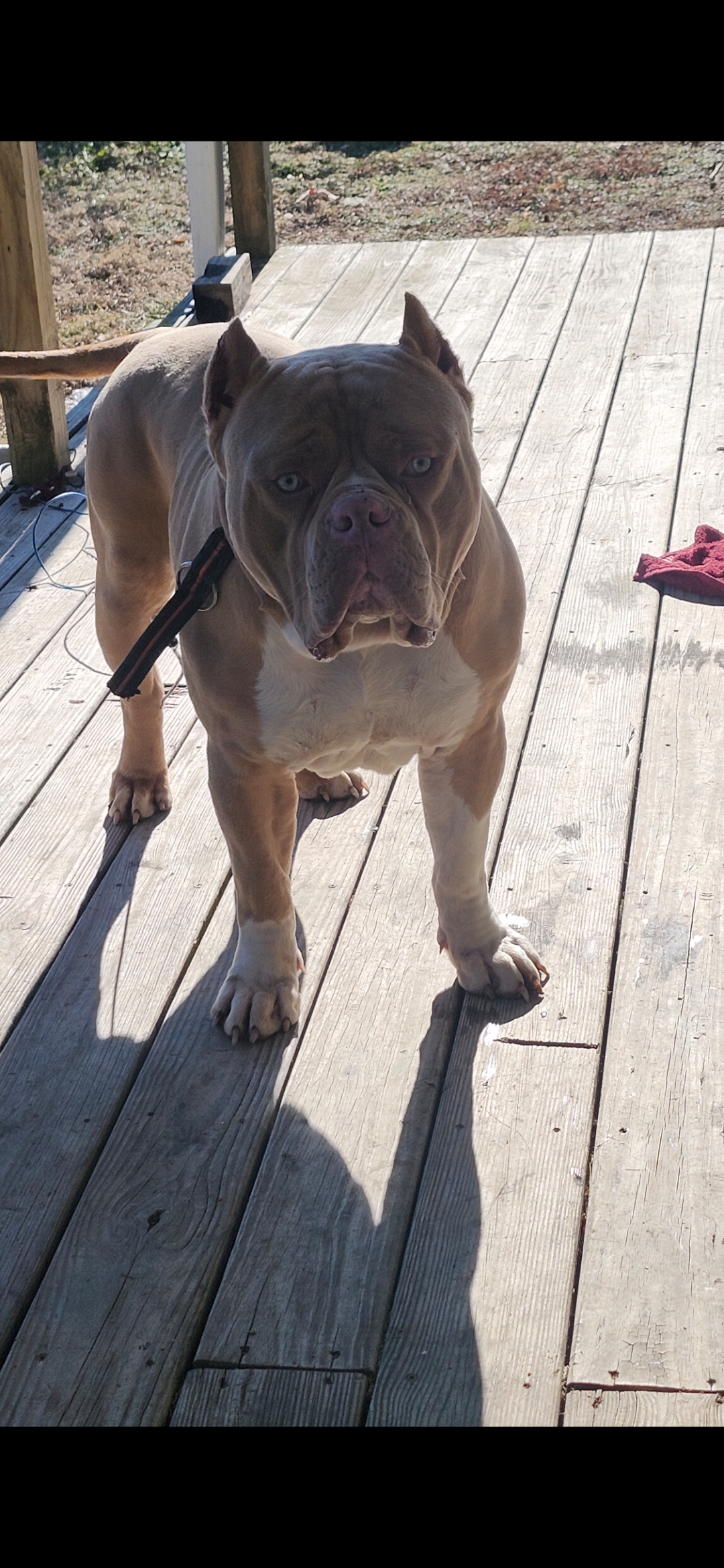 Dog Featured Image
