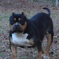 SSB Black Diamond of Go Live Bullies
