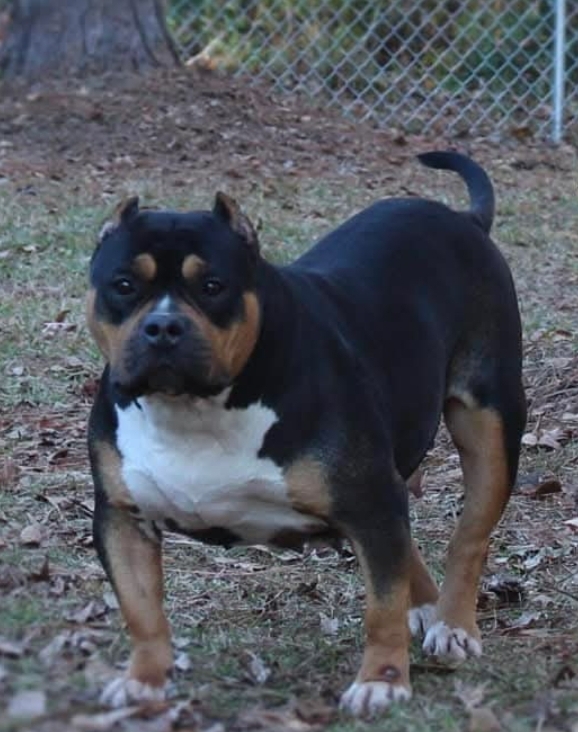 Dog Featured Image