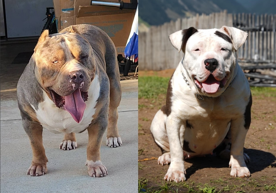 Dog Featured Image