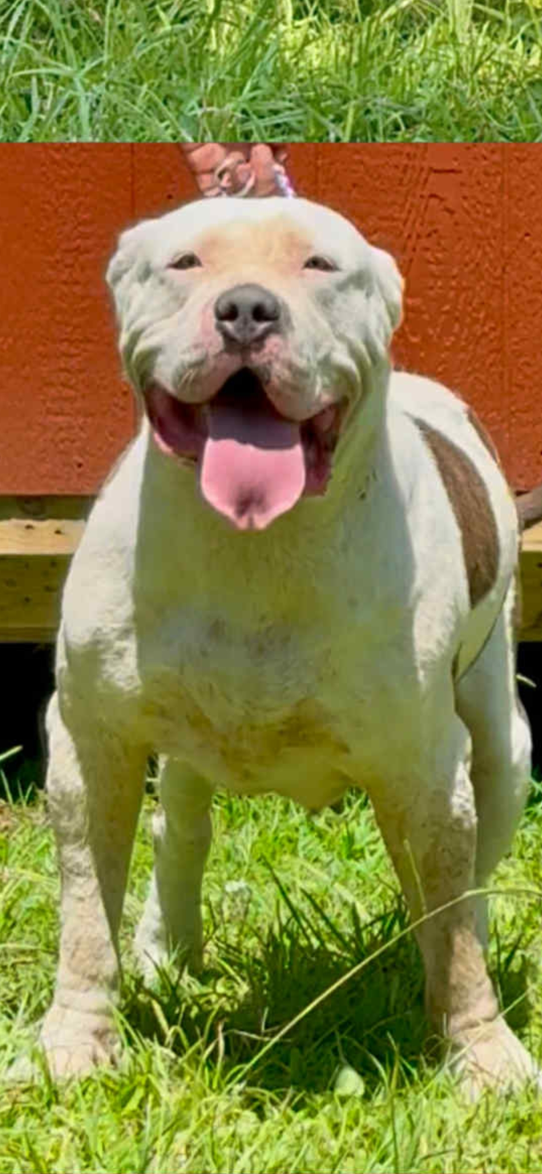 Dog Featured Image
