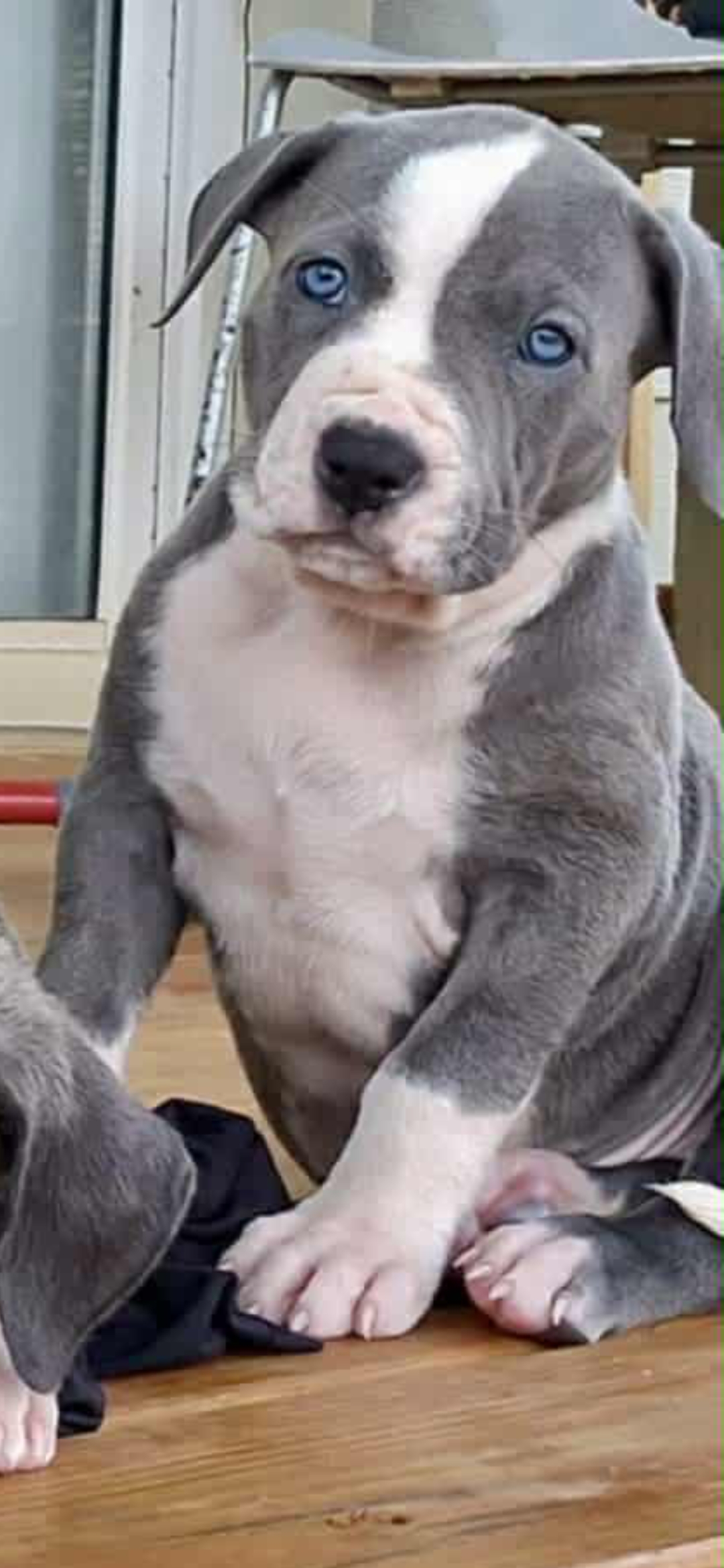 Dog Featured Image