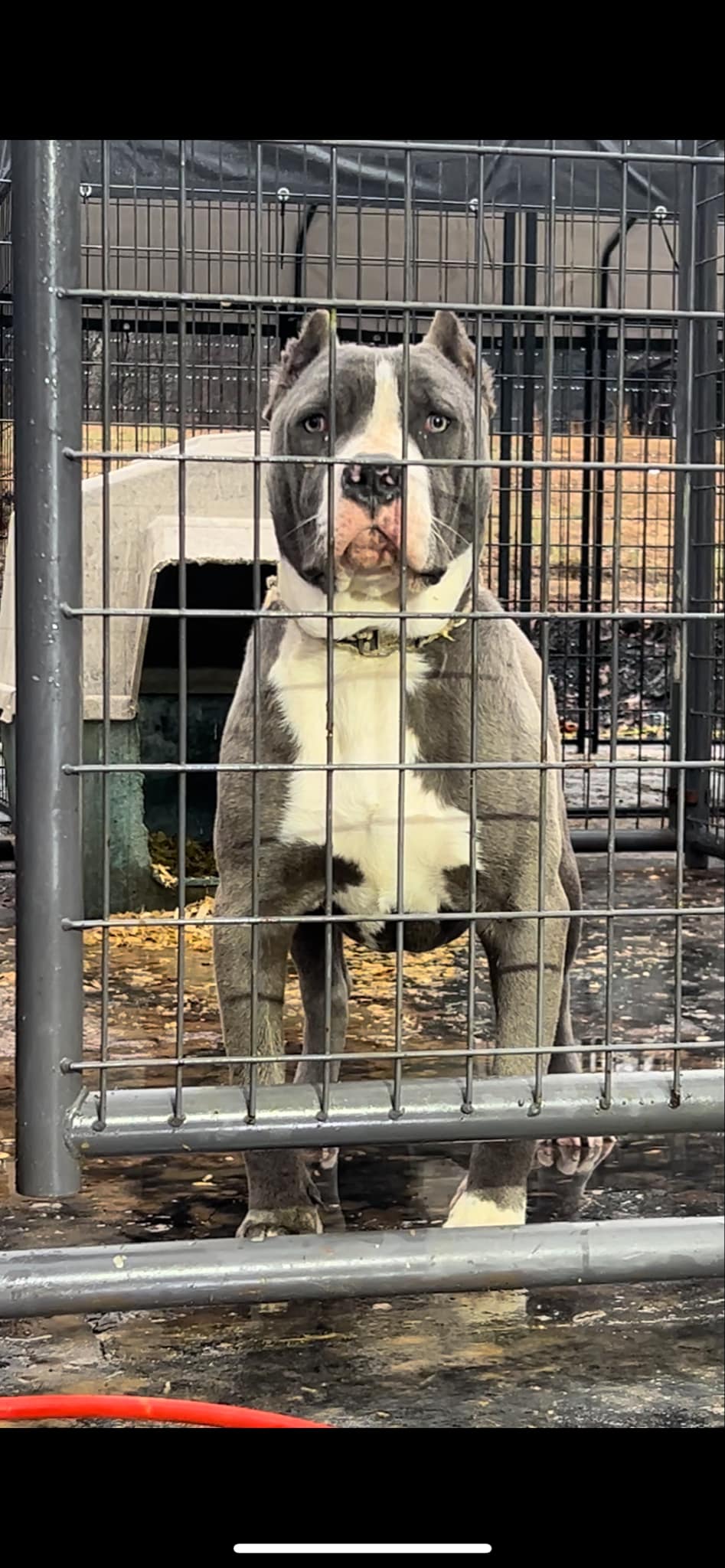 Dog Featured Image
