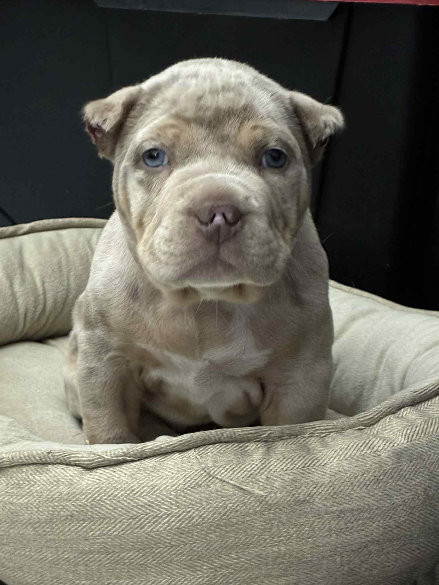 Dog Featured Image