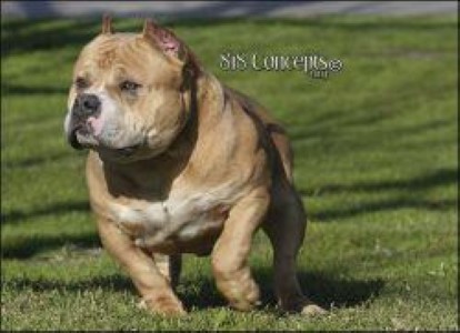 Dog Featured Image