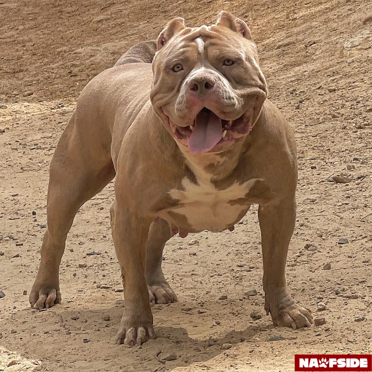 Dog Featured Image