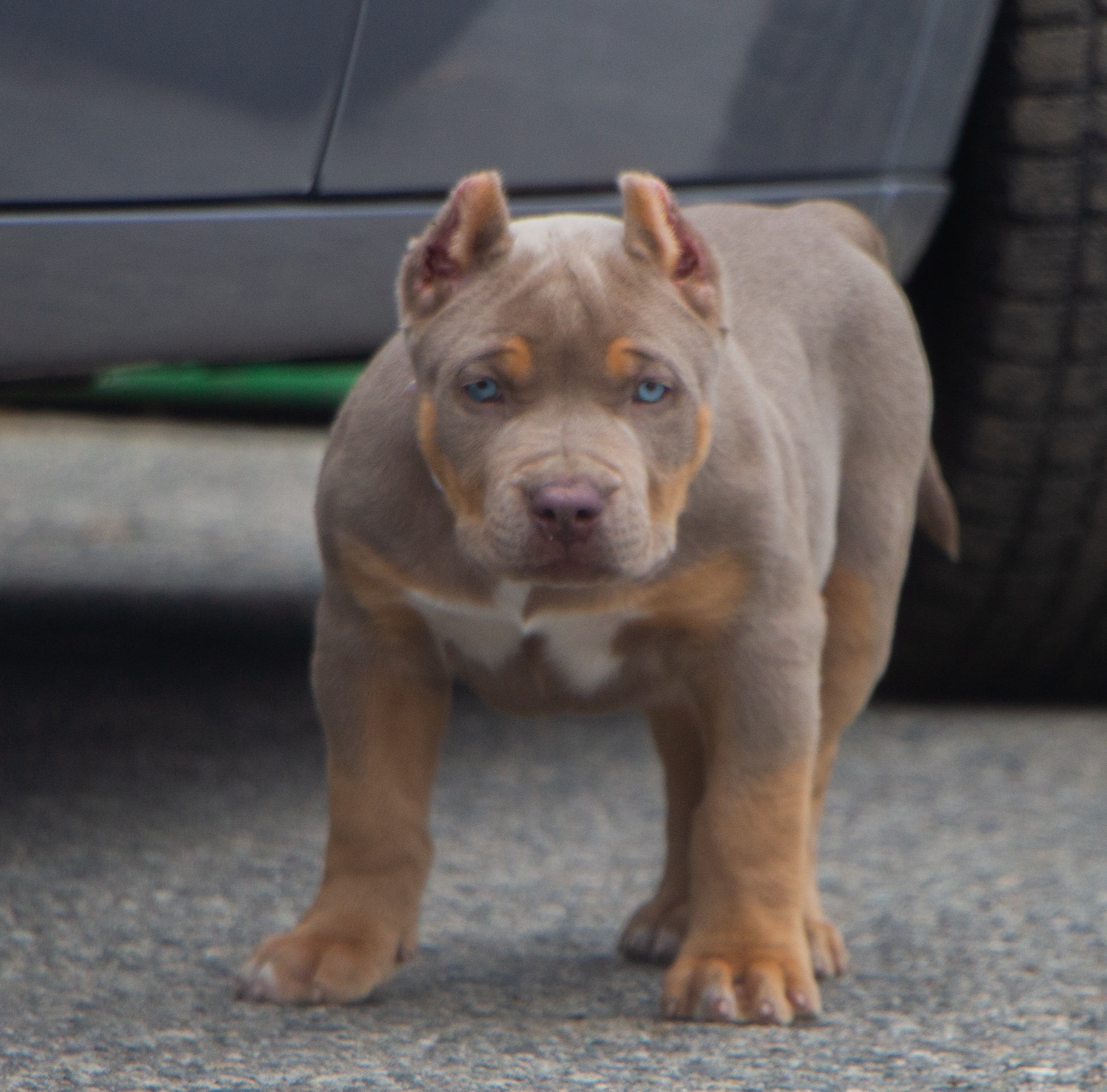 Dog Featured Image