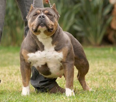 Dog Featured Image