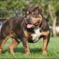 Dog Featured Image