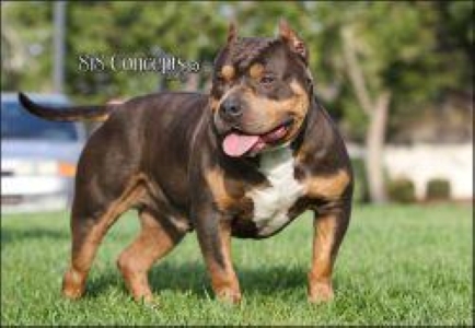 Dog Featured Image
