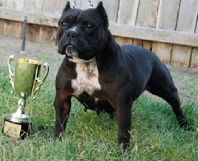 Dog Featured Image