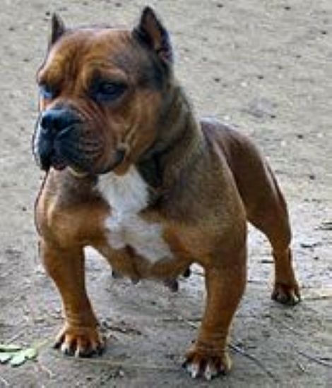 Dog Featured Image
