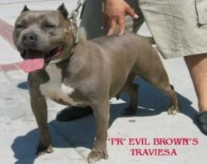 Dog Featured Image