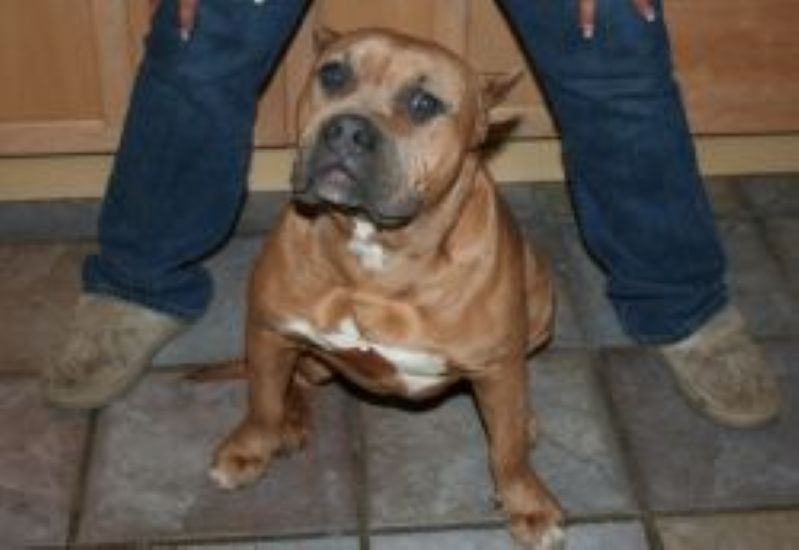 Dog Featured Image