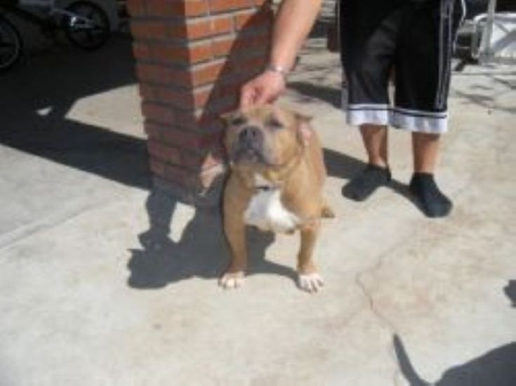 Dog Featured Image
